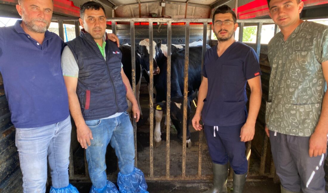 MAKÜ Çiftlik’ten Türkiye Hayvancılığına 4 Yeni Şampiyon Boğa Burdur Mehmet Akif Ersoy