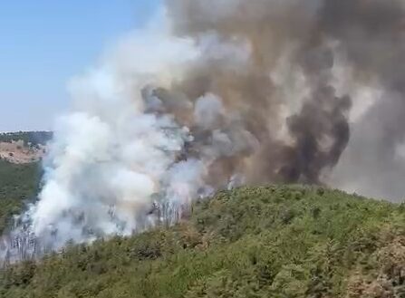 Bursa’daki Orman Yangını Soruşturmasında Şok Gelişme: Gözaltındaki Şüpheli FETÖ’den İhraç Edilmiş