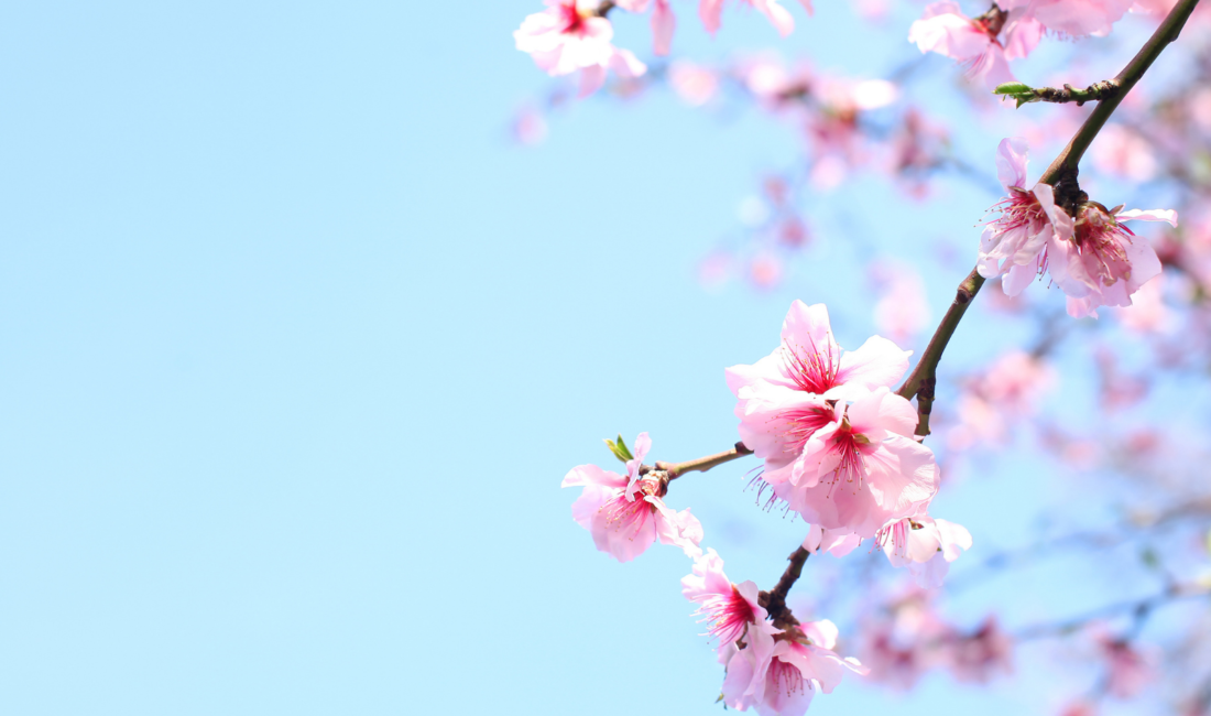 Çevre, Şehircilik ve İklim