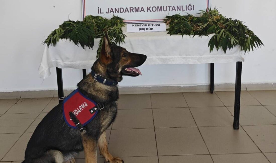 Ormanlık Alanda Kenevir Ekimi