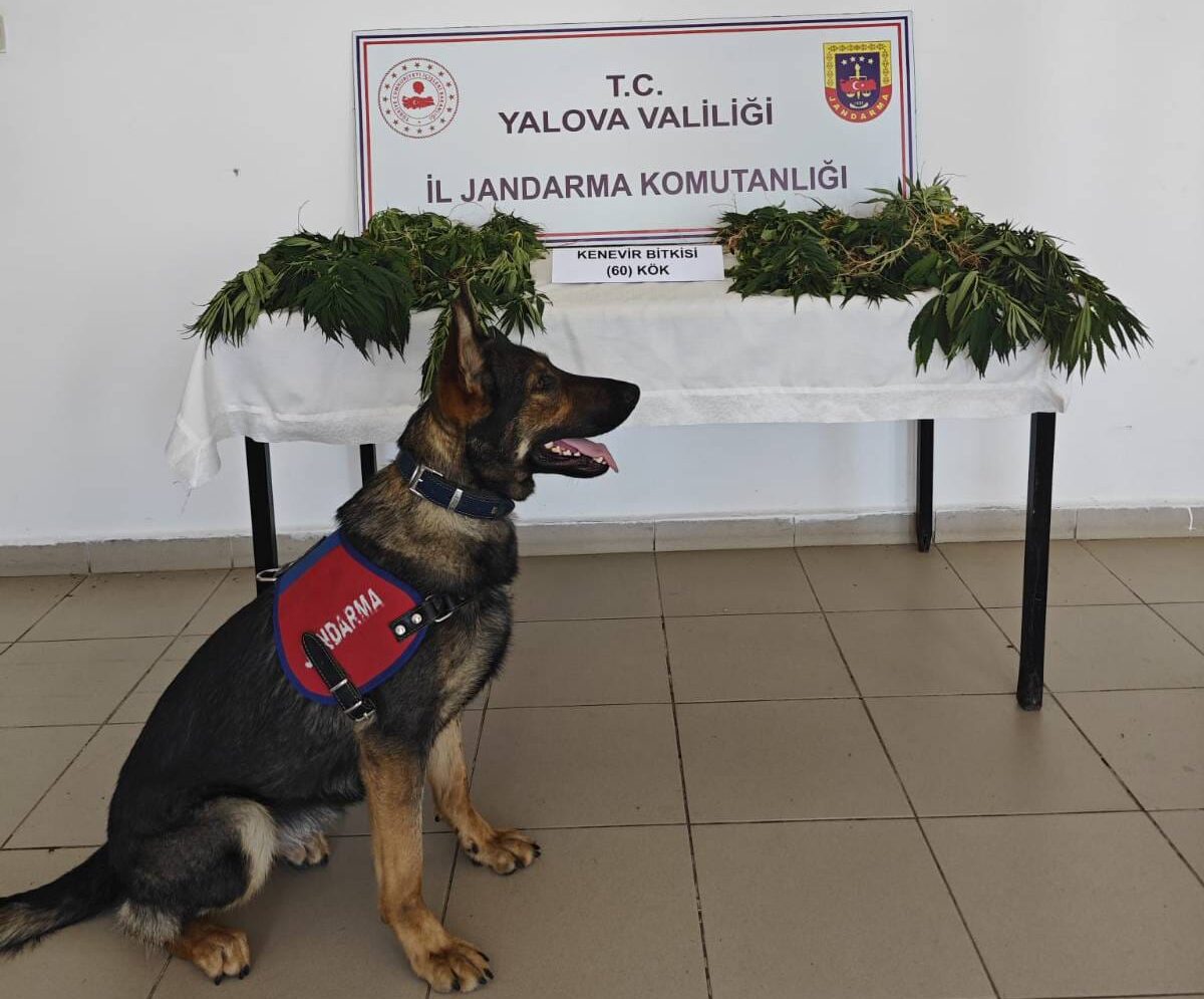 Yalova’da Uyuşturucuya Geçit Yok: Armutlu’da 60 Kök Kenevir Ele Geçirildi