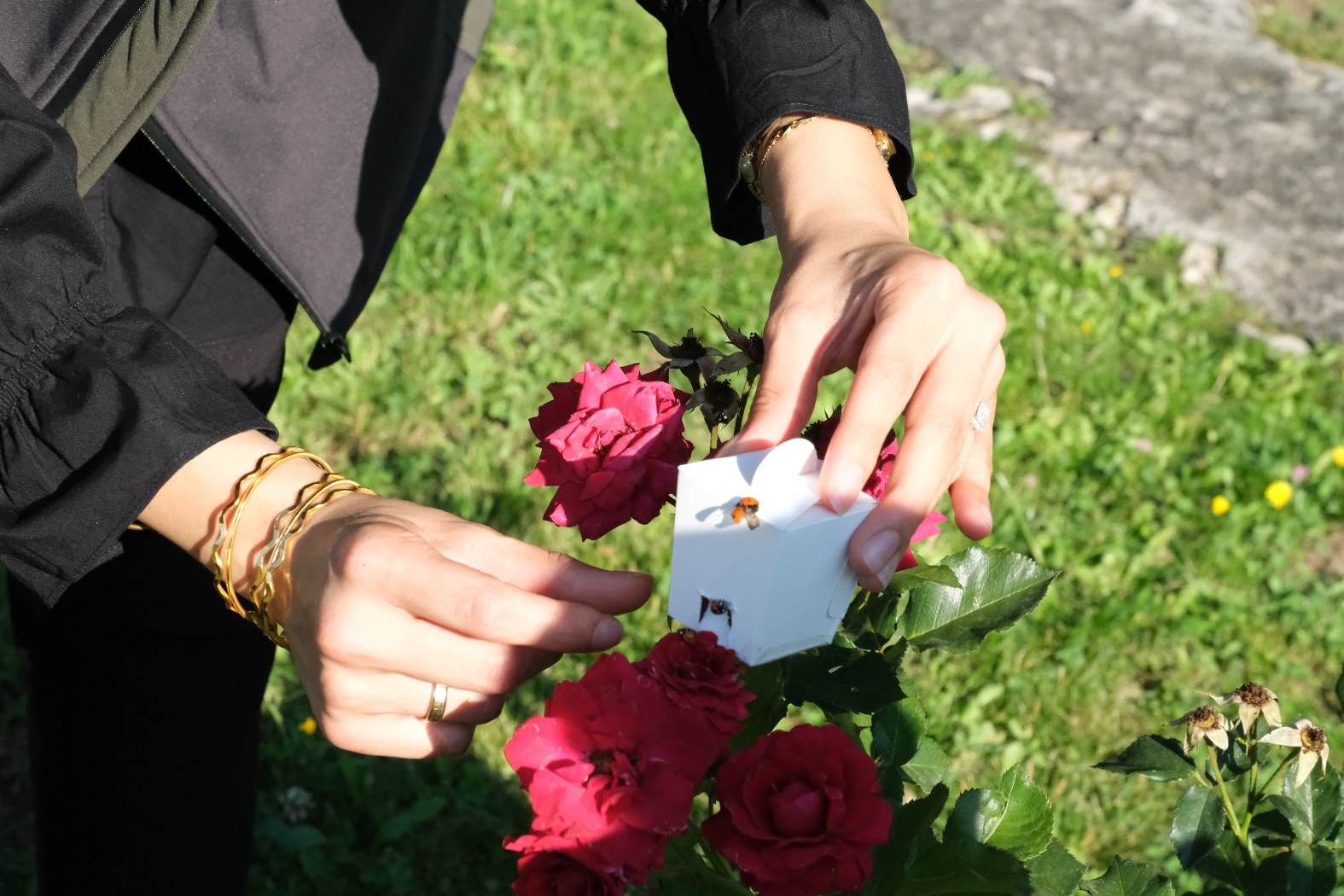 Çorum Belediyesi’nden Yaprak Bitine Karşı Uğur Böcekli Biyolojik Mücadele