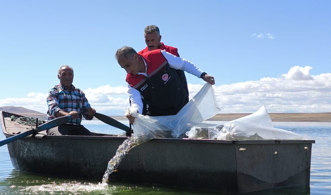 Kars’ta Baraj ve Göletlere 500 Bin Yavru Sazan Bırakıldı