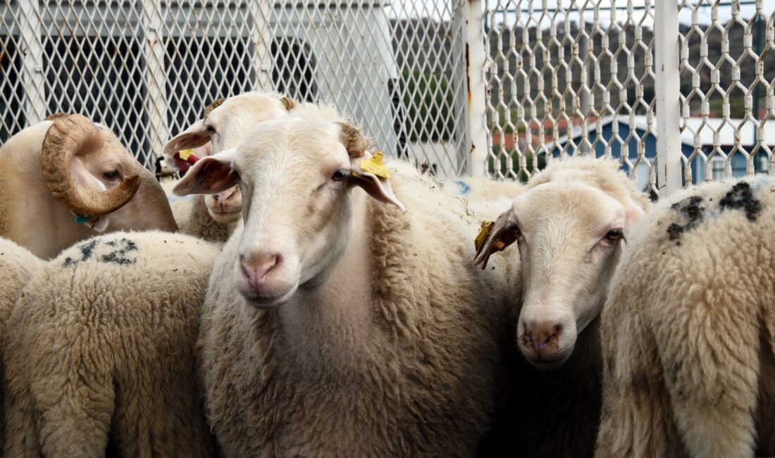 ANKARA / TEKHA Türkiye