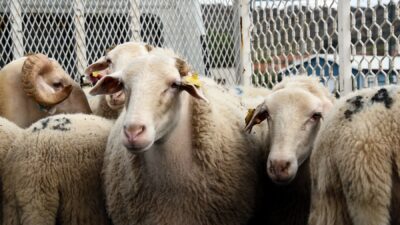 ANKARA / TEKHA Türkiye Diyanet