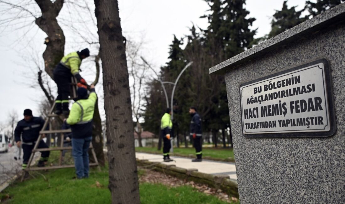 Yalova Belediyesi Ekipleri Ağaç