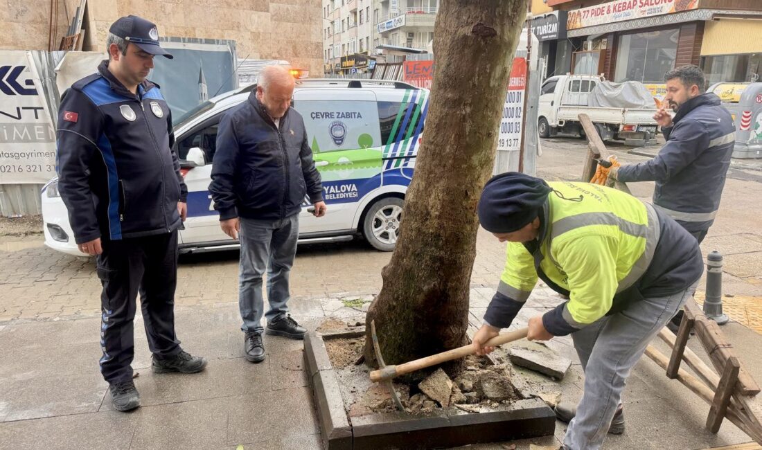 Yalova Belediyesi Beton Dökülen Çınarı Kurtardı