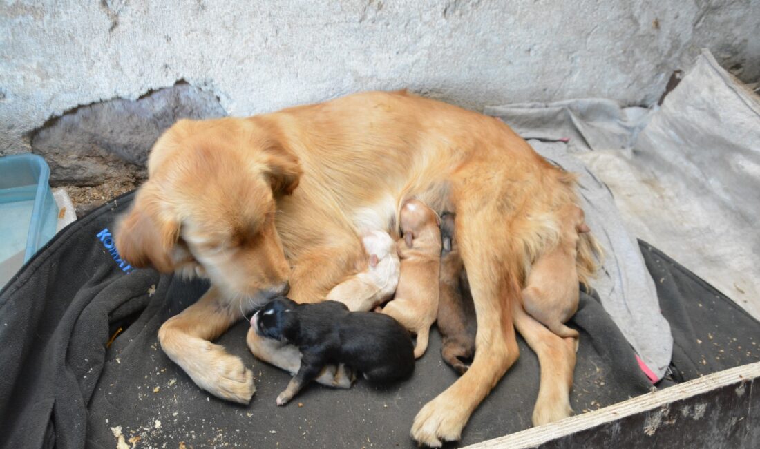 Kastamonu’da Sahipsiz Hayvanları Koruma Birliği Kurulacak Resmi Gazete’de yayımlanan Cumhurbaşkanı
