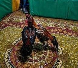 Kars’ta yasa dışı faaliyetlere yönelik