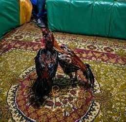 Kars’ta yasa dışı faaliyetlere