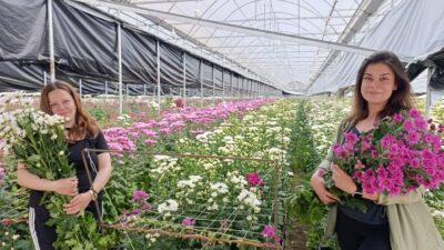 Kütahya Simav’da jeotermal seralarda üretilen