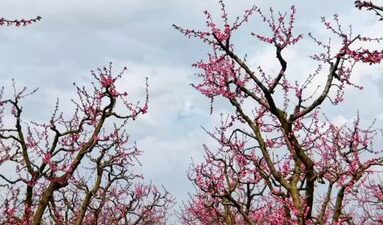 Türkiye’nin önemli tarım merkezlerinden biri