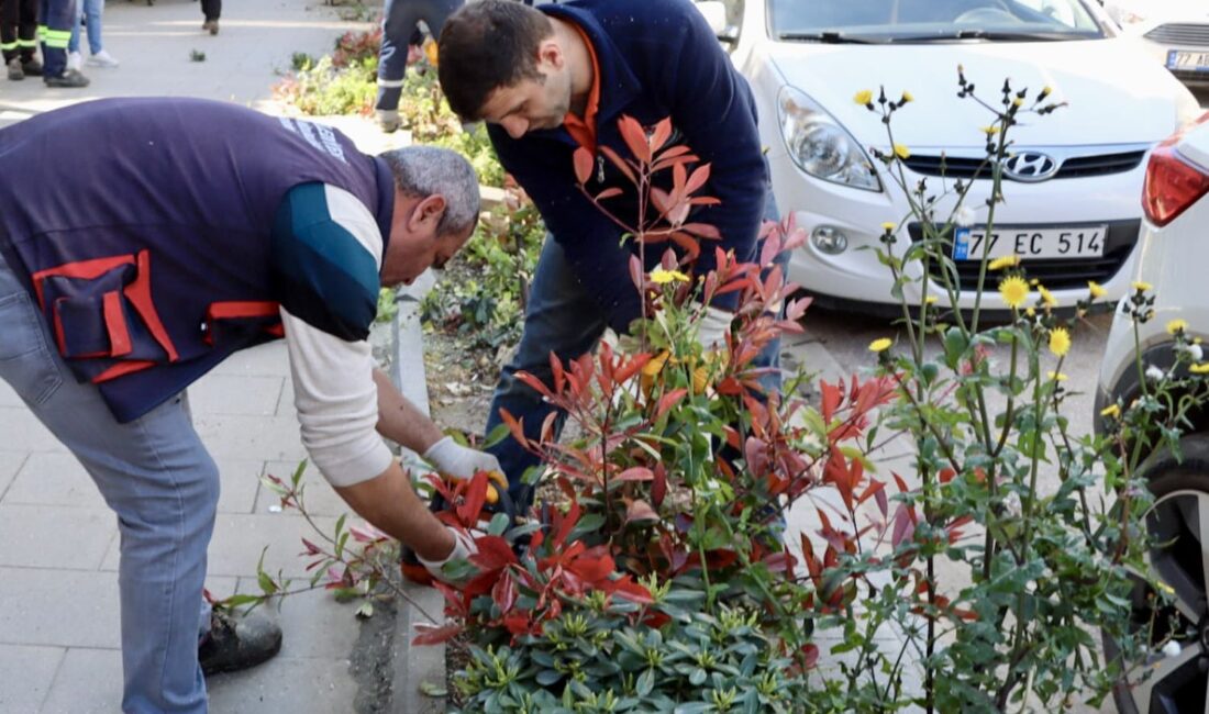 Yalova’da Ağaçlar Mevsimlik Bakım İle Güçleniyor Belediye Ekipleri Şehir Genelinde