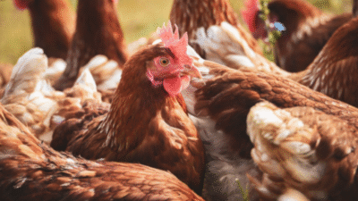 Ticaret Bakanlığı, başta kanatlı hayvan