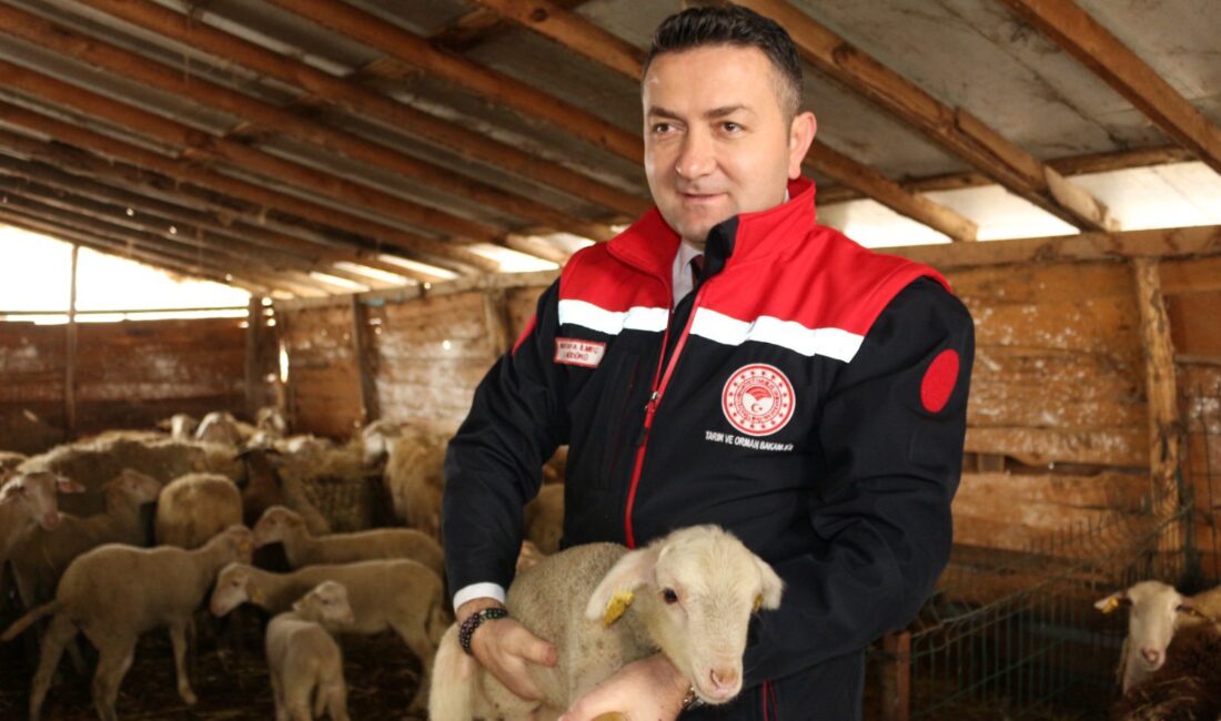 Mustafa İlmeç Sahada Aşılama