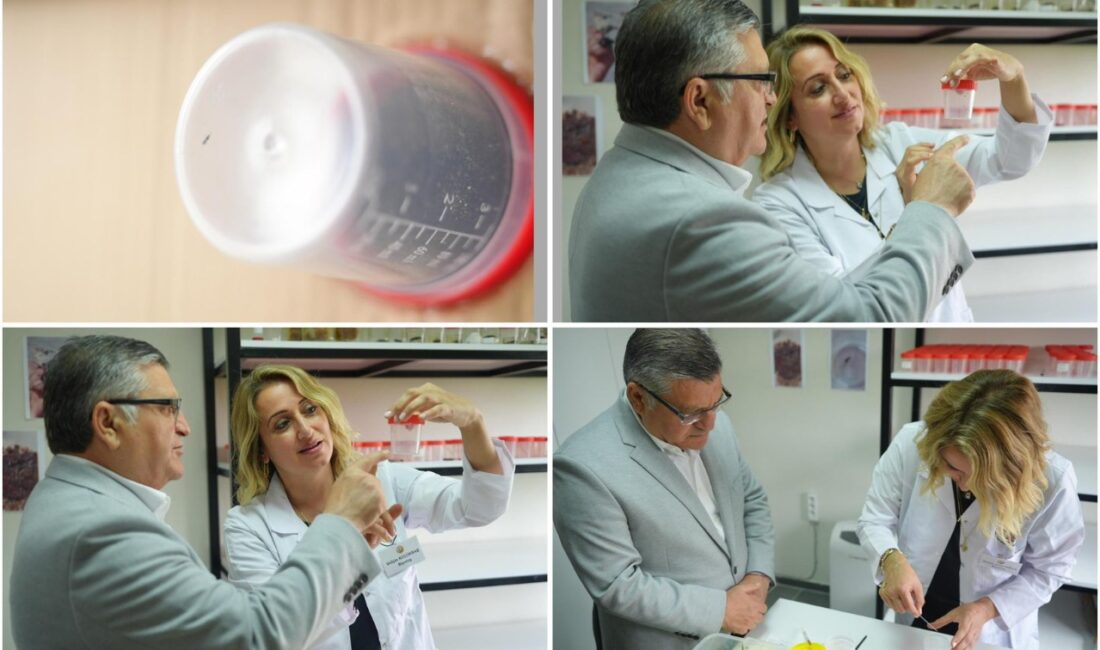 Sinop’ta Kestane Gal Arısına Karşı Biyolojik Savaş: Avcı Böcek Üretiminde Rekor Hedef Sinop’ta orman zararlılarıyla mücadele