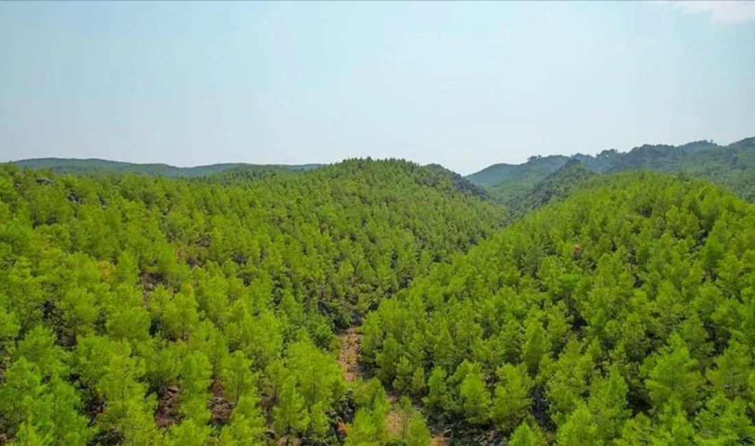 ÇANAKKALE / TEKHA Çanakkale’de