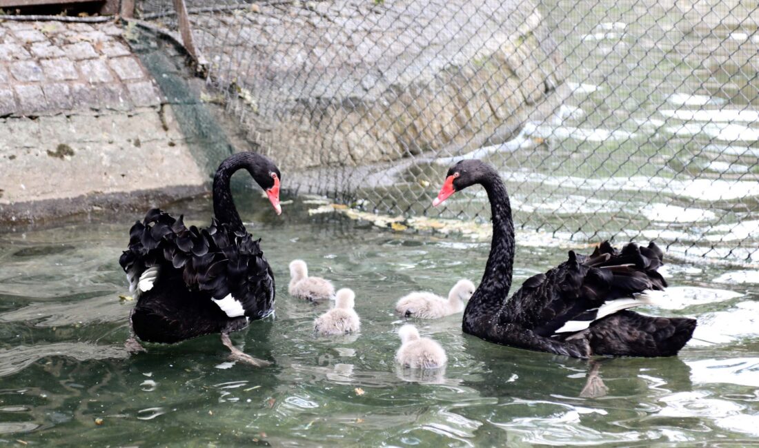 Kuğulu Park’ın Yeni Sakinleri Siyah Kugu Yavruları İlgi Odağı Oldu ANKARA / TEKHA Ankara’nın