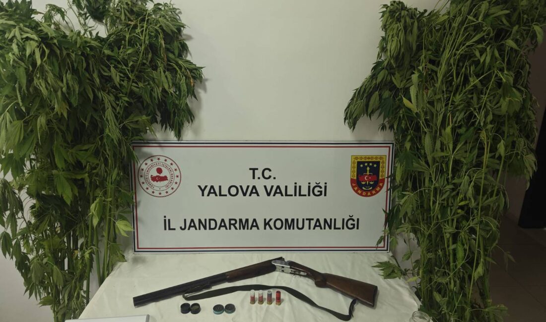Yalova’da Uyuşturucu Operasyonu: Çiftlikköy’de Serada Kenevir Ele Geçirildi YALOVA / TEKHA Yalova